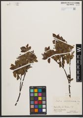 Foto von Salix waldsteiniana Willd.